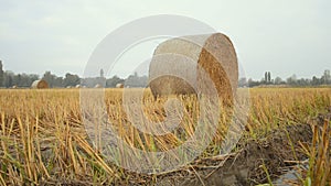 Hay bales in the Lomellina countryside during autumn