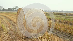 Hay bales in the Lomellina countryside during autumn