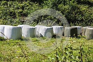 Hay bales on meadow