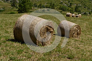 Hay bales in meadow