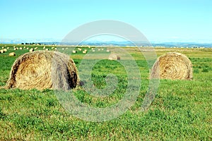 Hay bales in the prairies photo
