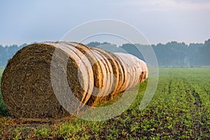 Hay bales rolls lying in a row on a grass field light fog bit misty with tree horizion