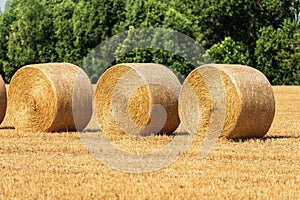 Hay Bales in a Row in a Summer Sunny Day - Padan Plain Italy