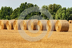 Hay Bales in a Row in a Summer Sunny Day - Padan Plain Italy