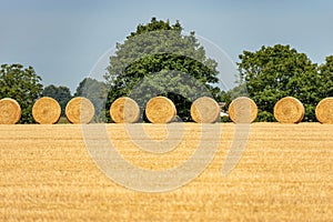 Hay Bales in a Row in a Summer Sunny Day - Padan Plain Italy