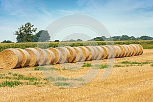 Hay Bales in a Row in a Summer Sunny Day - Padan Plain Italy