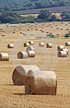 Hay bales in rural kent