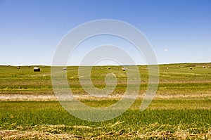 Hay bales in Saskatchewan