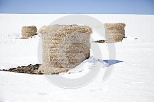 Hay bales in the snow