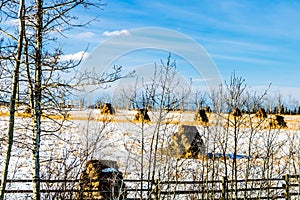 Hay bales in a snowy field, cowboy Trail, Alberta, Canada