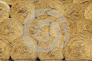 Hay bales are stacked in large stacks. Harvesting in agriculture. Yellow dry hay straw backdrop texture