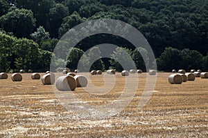 Hay Bales in a Stubble Field