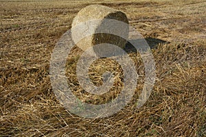 Hay bales on the stubble field in detail