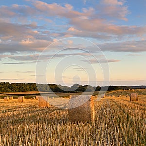 Hay Bales in summer, Dorset, UK