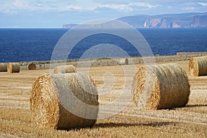 Hay bales in sunshine in Caithness, Scotland, UK