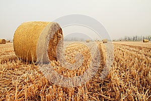 Hay bales in a wheat field