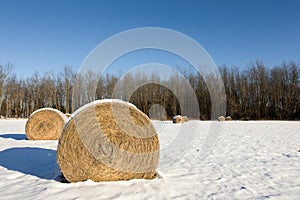 Hay Bales in a Winter Field