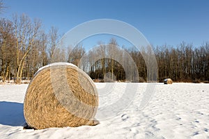 Hay Bales in a Winter Field