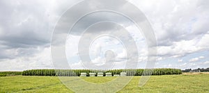 Hay bales wrapped in lime green plastic and stacked in a landscape with corn plants, a meadow and a blue sky with white clouds