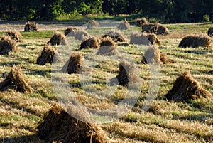 Hay bundles in field