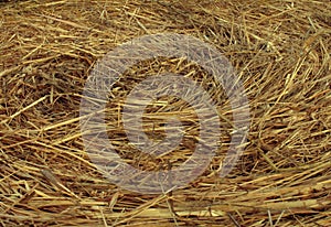 Hay Circular Texture