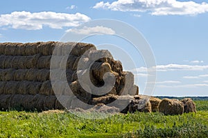 Hay in coils on the farm is stored for the winter.