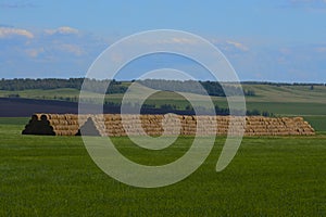 Hay in coils on the farm is stored for the winter.