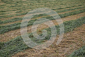 Hay cutting of Medicago sativa