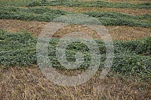 Hay cutting of Medicago sativa plantation