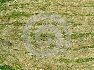 Hay drying on field summer season background