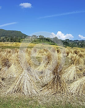 Hay drying on the land