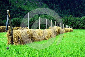 Hay drying, Norway