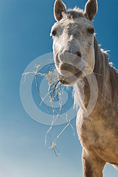 Hay eating horse 2