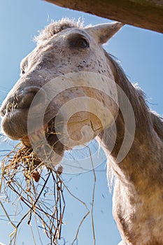 Hay eating horse 3