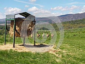 Hay Feeder on Farmland