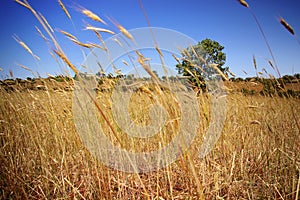 Hay Field