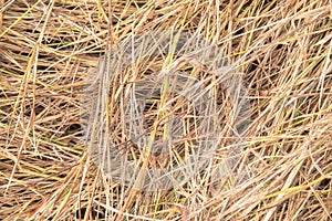 Hay at the field.