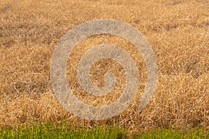 Hay Field Agricultural Background