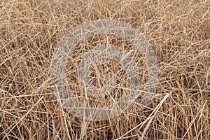 Hay Field Agricultural Background