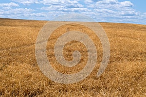 Hay Field Agricultural Background