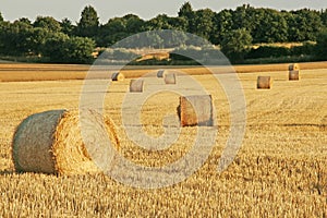 Hay Field with Trees photo