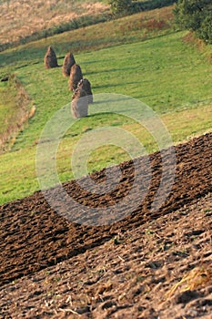 Hay and furrows on the acre photo