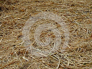 Hay ground in light brown color