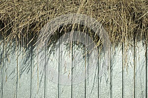 Hay hangs over the fence. The snow is harvested in the summer