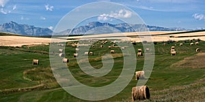 Hay Harvest