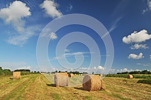 Hay harvest