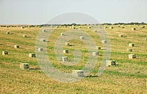 Hay Harvest with baled hay in the field.