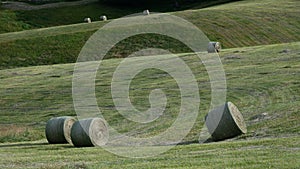 Hay Harvest in the Foothills of the Appalachian Mountains