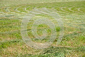 Hay on a meadow after mowing