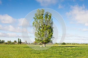 Hay meadows in the plain of the River Esla